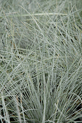 Beyond Blue Blue Fescue (Festuca glauca 'Casca11') at Sargent's Nursery