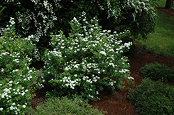 Tor Spirea (Spiraea betulifolia 'Tor') at Sargent's Nursery