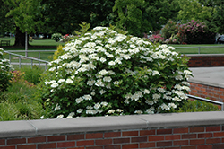 Bailey Compact Highbush Cranberry (Viburnum trilobum 'Bailey Compact') at Sargent's Nursery