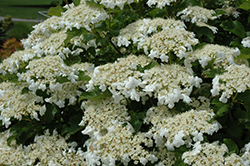 Bailey Compact Highbush Cranberry (Viburnum trilobum 'Bailey Compact') at Sargent's Nursery