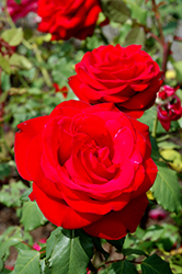 Olympiad Rose (Rosa 'Olympiad') at Sargent's Nursery