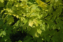 Princeton Gold Maple (Acer platanoides 'Princeton Gold') at Sargent's Nursery