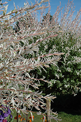 Tricolor Willow (tree form) (Salix integra 'Hakuro Nishiki (tree form)') at Sargent's Nursery