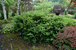 Taunton's Yew (Taxus x media 'Tauntonii') at Sargent's Nursery