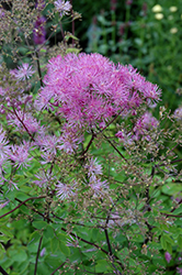 Black Stockings Meadow Rue (Thalictrum 'Black Stockings') at Sargent's Nursery