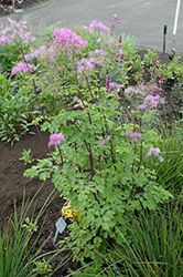 Black Stockings Meadow Rue (Thalictrum 'Black Stockings') at Sargent's Nursery