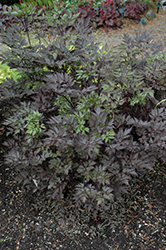 Black Negligee Bugbane (Cimicifuga racemosa 'Black Negligee') at Sargent's Nursery