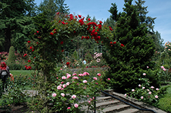 Ramblin' Red Rose (Rosa 'Ramblin' Red') at Sargent's Nursery