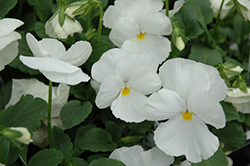 Delta Pure White Pansy (Viola x wittrockiana 'Delta Pure White') at Sargent's Nursery