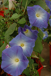 Heavenly Blue Morning Glory (Ipomoea tricolor 'Heavenly Blue') at Sargent's Nursery