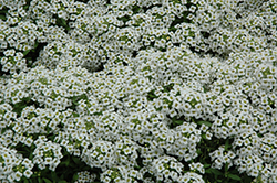 Snow Crystals Alyssum (Lobularia maritima 'Snow Crystals') at Sargent's Nursery