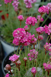 Splendens Sea Thrift (Armeria maritima 'Splendens') at Sargent's Nursery