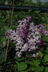 Declaration Lilac (Syringa 'Declaration') at Sargent's Nursery