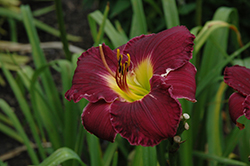 Bela Lugosi Daylily (Hemerocallis 'Bela Lugosi') at Sargent's Nursery