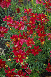 Red Satin Tickseed (Coreopsis 'Red Satin') at Sargent's Nursery