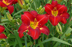 Chicago Apache Daylily (Hemerocallis 'Chicago Apache') at Sargent's Nursery