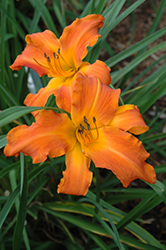 Rainbow Rhythm Primal Scream Daylily (Hemerocallis 'Primal Scream') at Sargent's Nursery