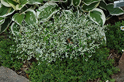 Diamond Frost Euphorbia (Euphorbia 'INNEUPHDIA') at Sargent's Nursery