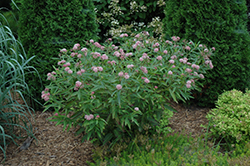 Cinderella Milkweed (Asclepias incarnata 'Cinderella') at Sargent's Nursery