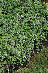Licorice Splash Licorice Plant (Helichrysum petiolare 'Licorice Splash') at Sargent's Nursery
