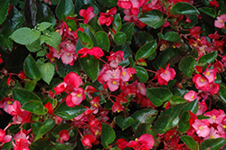 Big Rose Green Leaf Begonia (Begonia 'Big Rose Green Leaf') at Sargent's Nursery