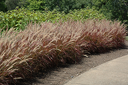 Purple Fountain Grass (Pennisetum setaceum 'Rubrum') at Sargent's Nursery