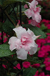 Summer Romance Double Pink Mandevilla (Mandevilla 'Summer Romance Double Pink') at Sargent's Nursery