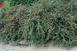 Cranberry Cotoneaster (Cotoneaster apiculatus) at Sargent's Nursery