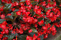 Whopper Red Bronze Leaf Begonia (Begonia 'Whopper Red Bronze Leaf') at Sargent's Nursery