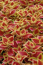 Trusty Rusty Coleus (Solenostemon scutellarioides 'Trusty Rusty') at Sargent's Nursery