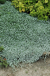 Silver Falls Dichondra (Dichondra argentea 'Silver Falls') at Sargent's Nursery