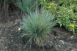 Standing Ovation Bluestem (Schizachyrium scoparium 'Standing Ovation') at Sargent's Nursery