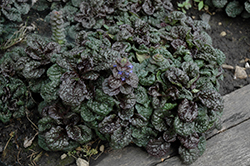 Metallica Crispa Bugleweed (Ajuga pyramidalis 'Metallica Crispa') at Sargent's Nursery