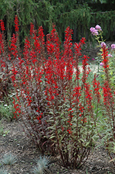 Black Truffle Cardinal Flower (Lobelia cardinalis 'Black Truffle') at Sargent's Nursery