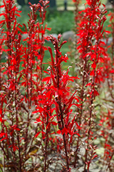 Black Truffle Cardinal Flower (Lobelia cardinalis 'Black Truffle') at Sargent's Nursery