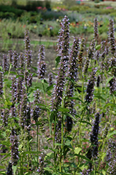 Black Adder Hyssop (Agastache 'Black Adder') at Sargent's Nursery
