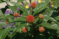 Button Bush (Cephalanthus occidentalis) at Sargent's Nursery