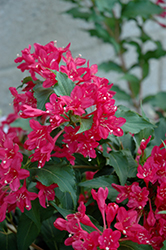 Sonic Bloom Red Reblooming Weigela (Weigela florida 'Verweig 6') at Sargent's Nursery