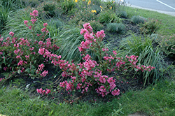 Sonic Bloom Pink Reblooming Weigela (Weigela florida 'Bokrasopin') at Sargent's Nursery