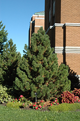 Tannenbaum Mugo Pine (Pinus mugo 'Tannenbaum') at Sargent's Nursery