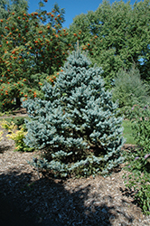 Avatar Blue Spruce (Picea pungens 'Avatar') at Sargent's Nursery