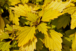 ColorBlaze Royale Pineapple Brandy Coleus (Solenostemon scutellarioides 'Royale Pineapple Brandy') at Sargent's Nursery