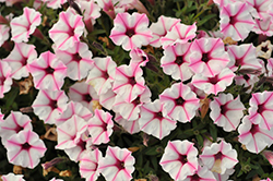 Supertunia Mini Vista Pink Star Petunia (Petunia 'USTUNJ2401') at Sargent's Nursery