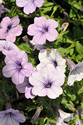 Headliner Crystal Sky Petunia (Petunia 'KLEPH20411') at Sargent's Nursery