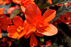 I'Conia Upright Fire Begonia (Begonia 'I'Conia Upright Fire') at Sargent's Nursery