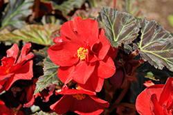 Nonstop Mocca Deep Red Begonia (Begonia 'Nonstop Mocca Deep Red') at Sargent's Nursery