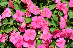 Beacon Rose Impatiens (Impatiens walleriana 'Beacon Rose') at Sargent's Nursery