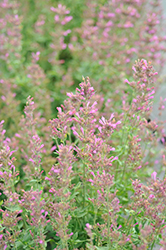 Sunrise Violet Hyssop (Agastache 'Sunrise Violet') at Sargent's Nursery
