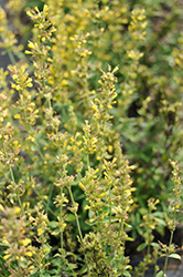Sunrise Yellow Hyssop (Agastache 'Sunrise Yellow') at Sargent's Nursery