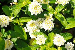 Landmark White Lantana (Lantana camara 'Balucwhit') at Sargent's Nursery